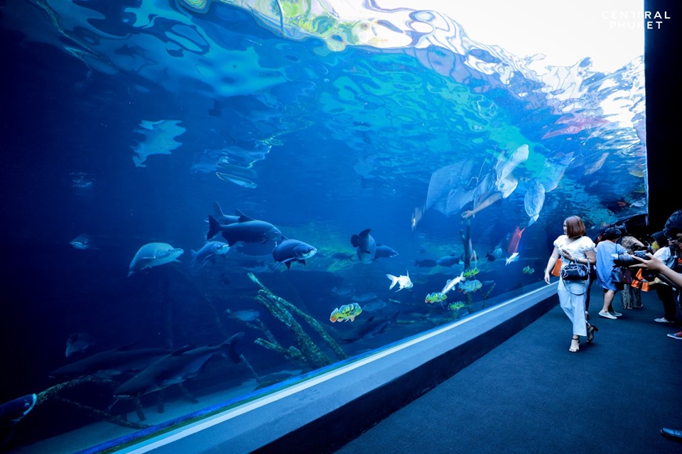 Giant Aquarium Opens At Central Phuket Shopping Centre Inside Retail Asia