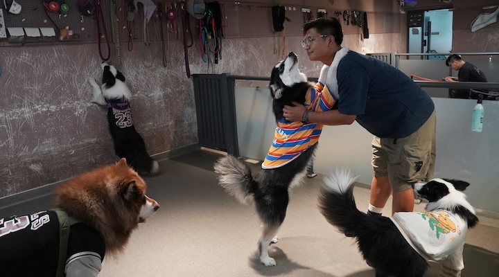 Kindergarten for dogs in Shanghai